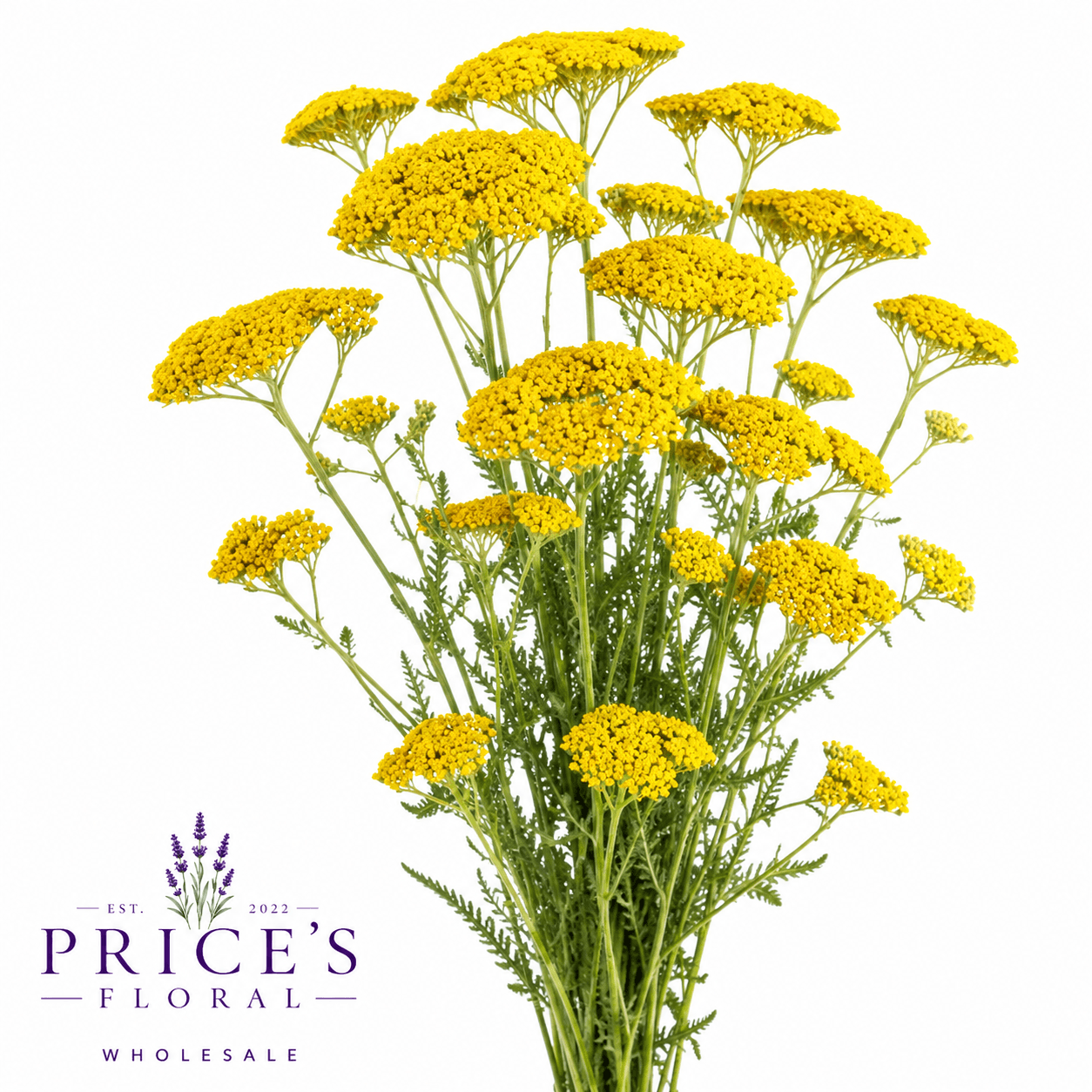 Achillea Parker Select