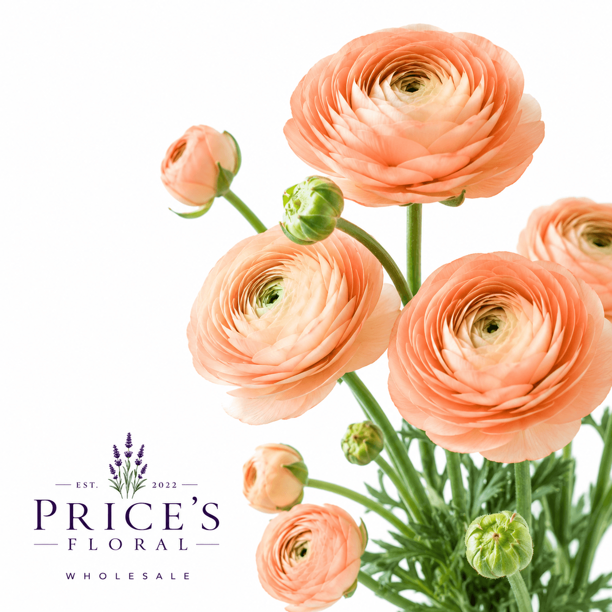 Ranunculus Elegance Peach