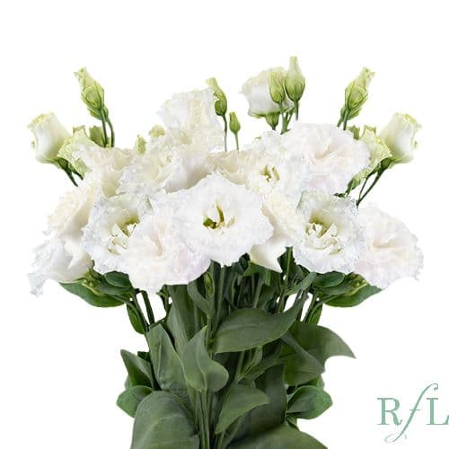 Lisianthus Luxe White