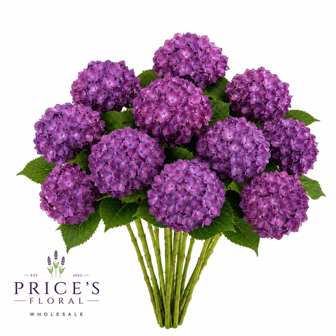 Hydrangeas