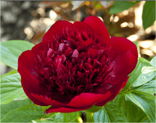 Peony Red Charm Red 50 Cm