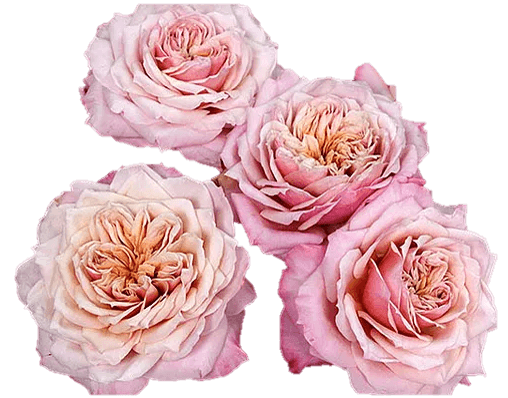 Garden Rose Miyabi Bi Pink-Peach 40/50 cm