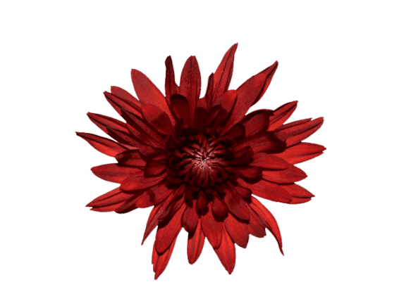 Mum Disbud Cooper Red