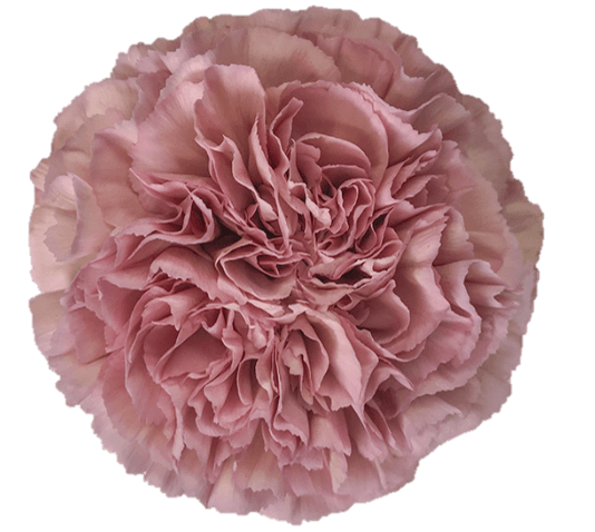 Carn Lege Pink Sel