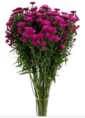 Aster Carnival Duplo Magenta