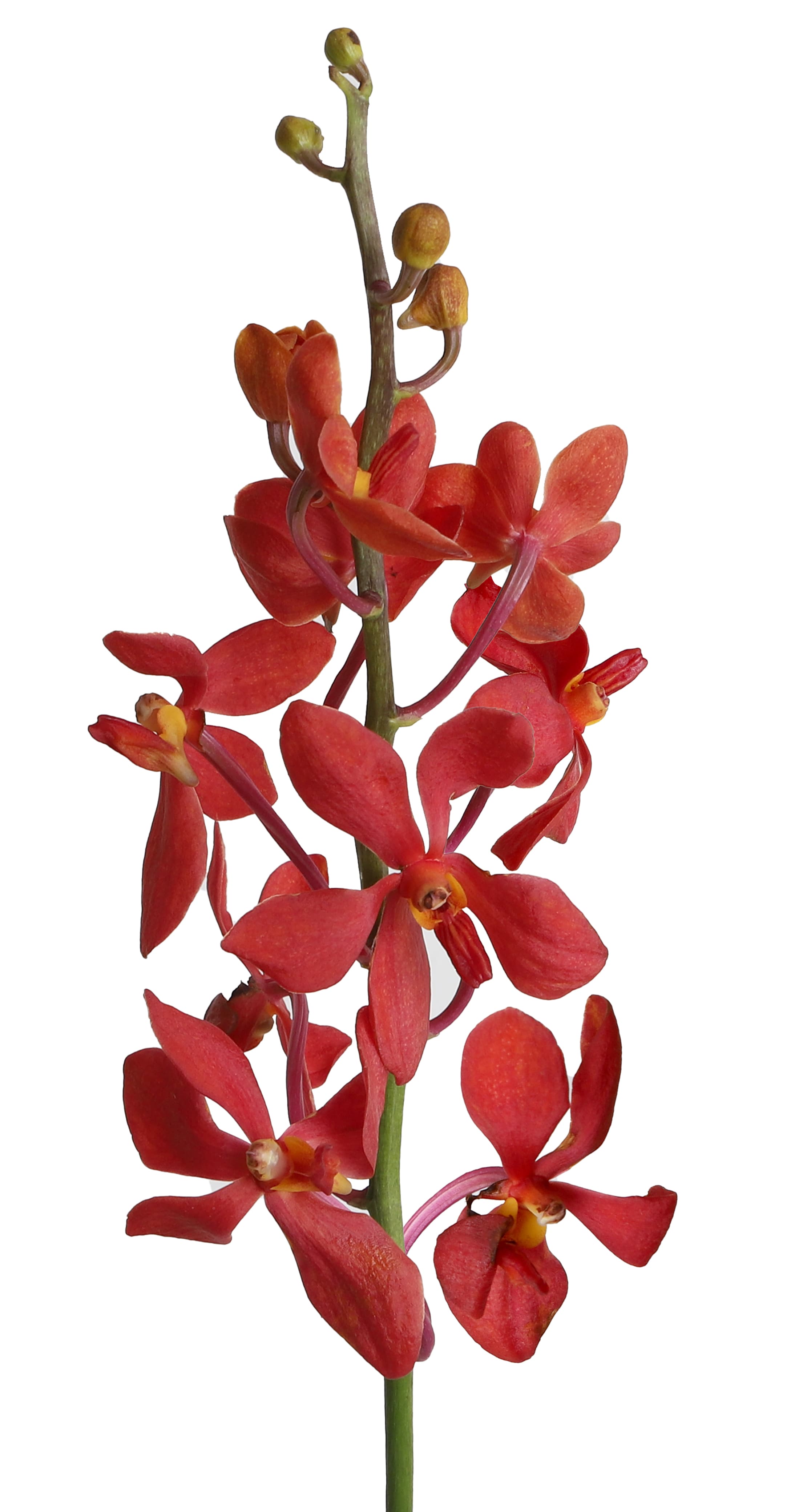 Orchids Mokara Moo Daeng Burgundy M