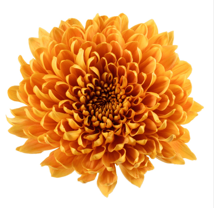 Mum Disbud Fogata Orange