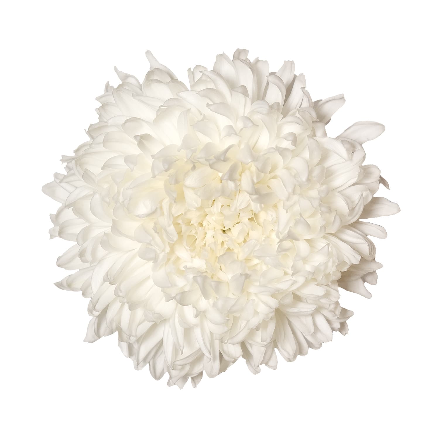 Mum Disbud Super Magnum White