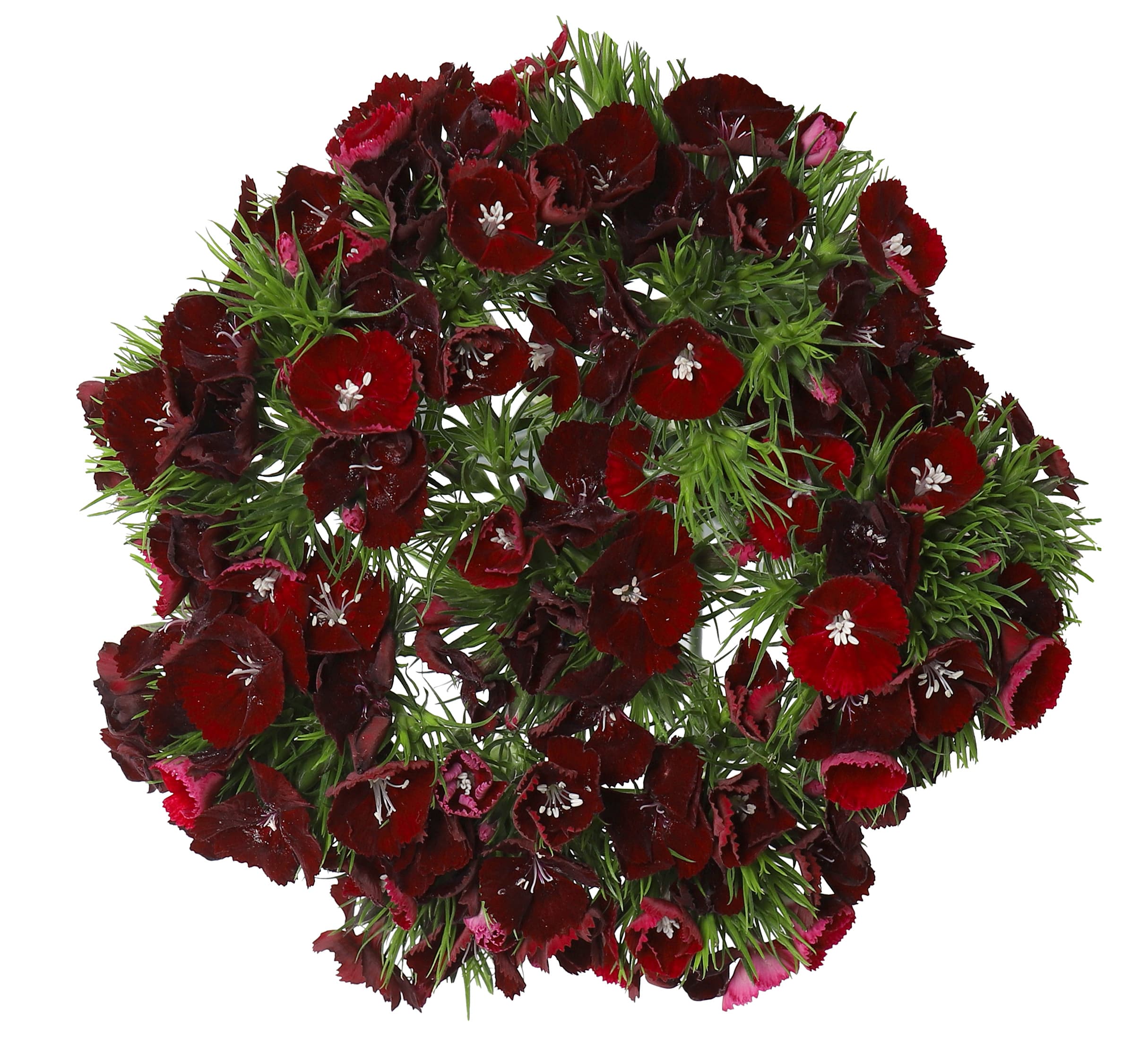 Dianthus Sweet Black Red Burgundy 40 Cm