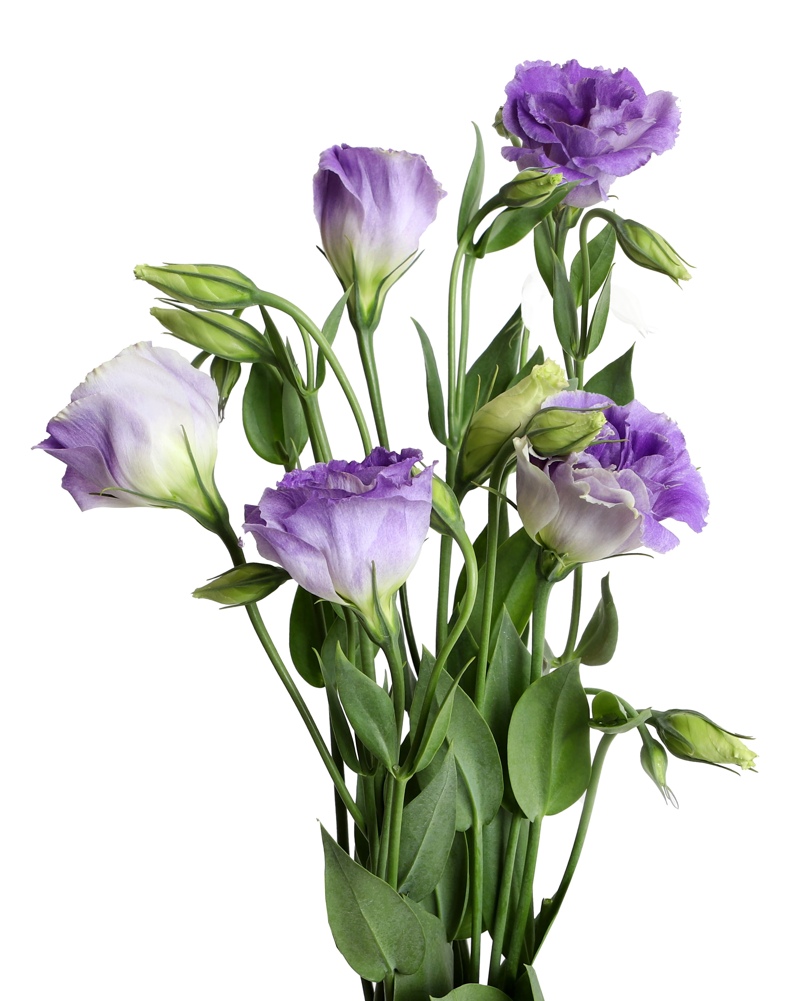 Lisianthus Misty Blue 70 cm