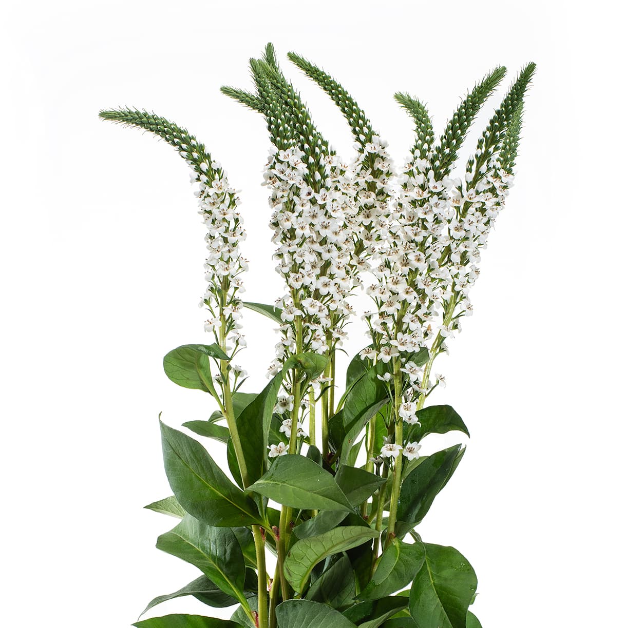 Lysimachia White 70 Cm