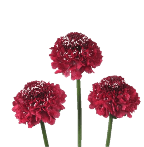 Scabiosa Focal Scoop Bon Bon Apple Red 60 Cm