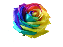 Rose Tie Dye #7 Yellow/Blue/Pink/Red-Tomato Tie Dye 50 cm