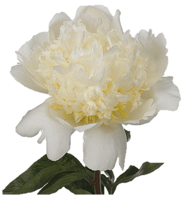Peony Bridal Shower White 55 Cm