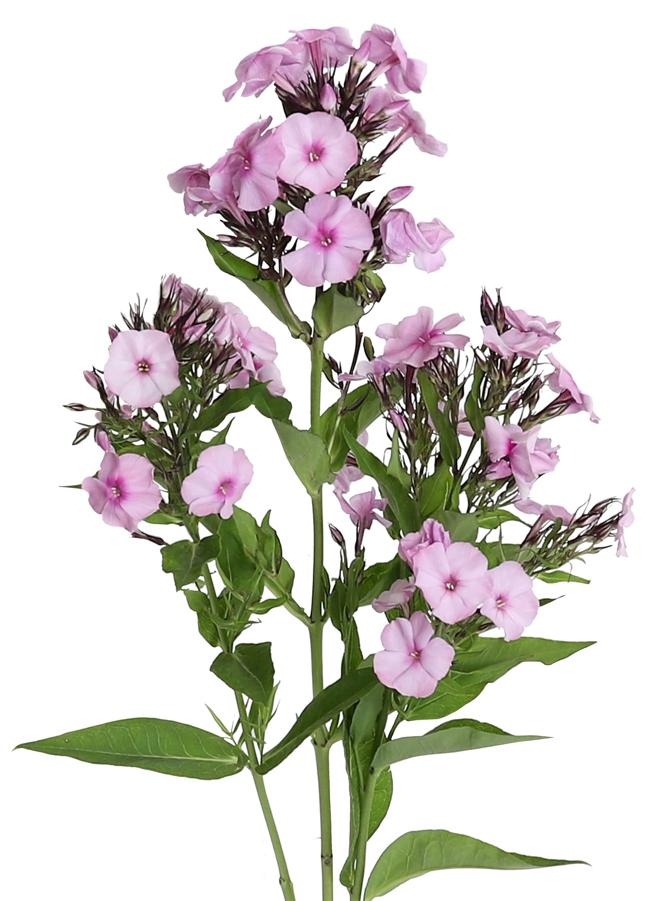 Phlox Isabella Bi Pink 70 cm