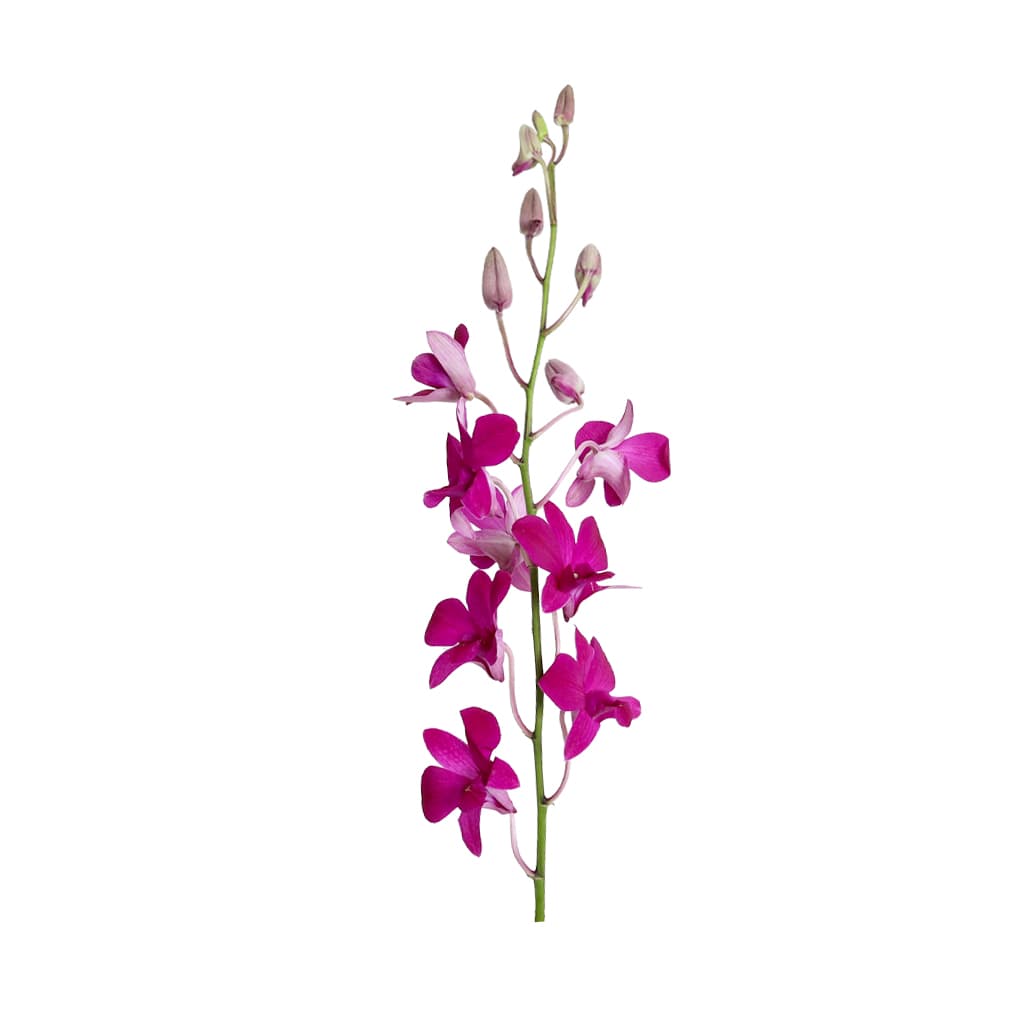 Orchids Dendrobium Supinya Dark Pink Ll