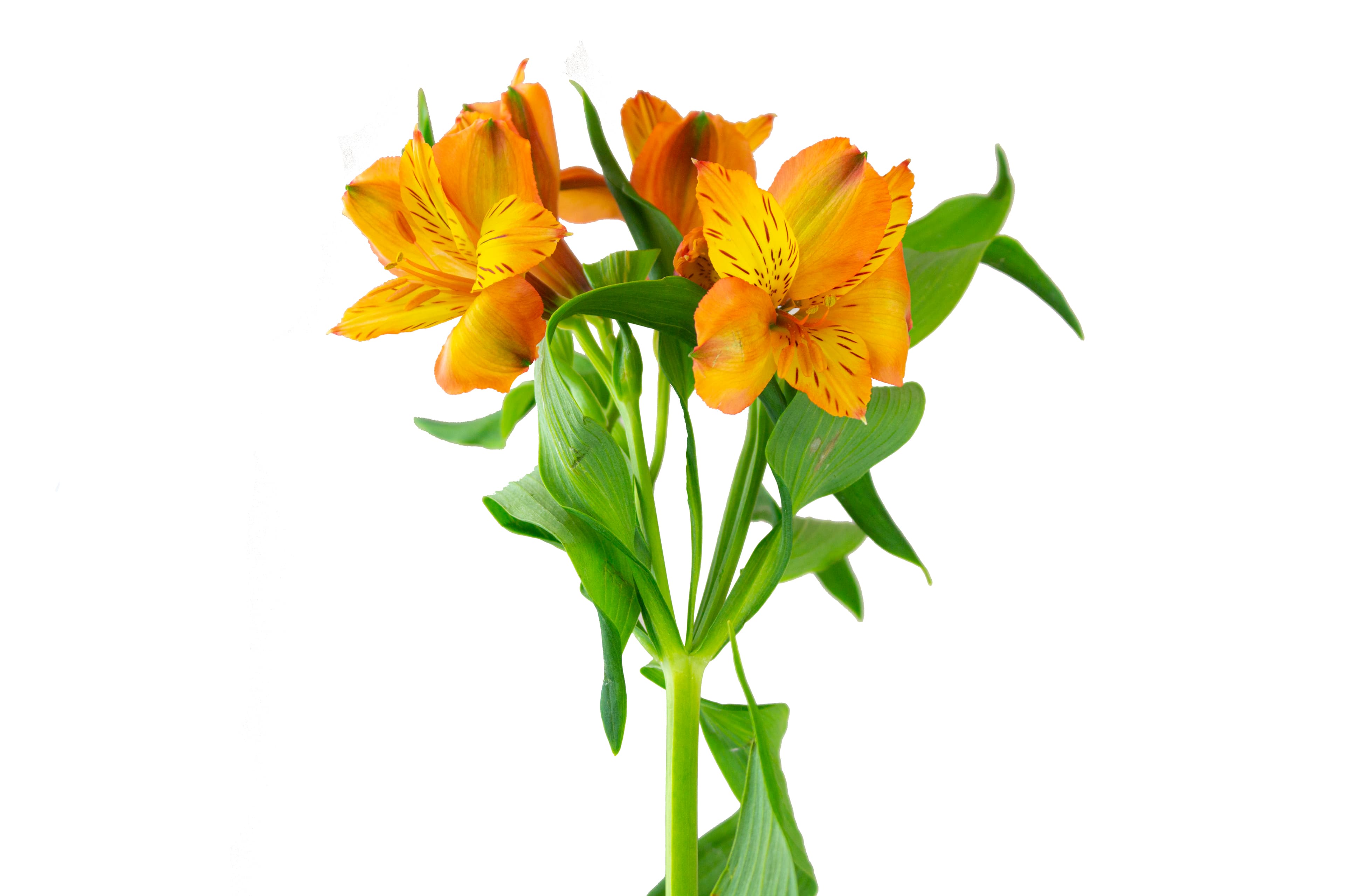 Alstro Orange Sel
