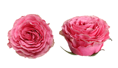 Rose Sweet Spot Medium Pink 60/70 Cm