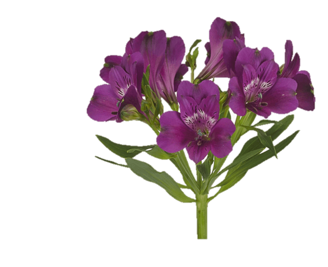 Alstro Maracana Purple Fancy