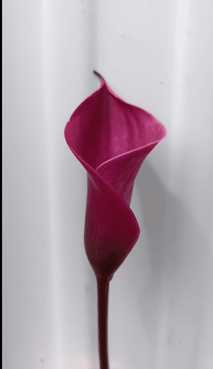 Callas - Color Tokyo Dark Pink 50 Cm