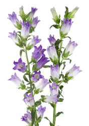 Campanula Purple 60 Cm