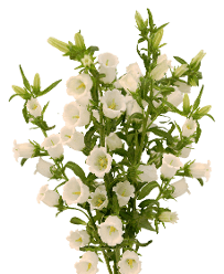 Campanula White 60 Cm