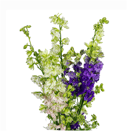 Larkspur Assorted 80/90 Cm