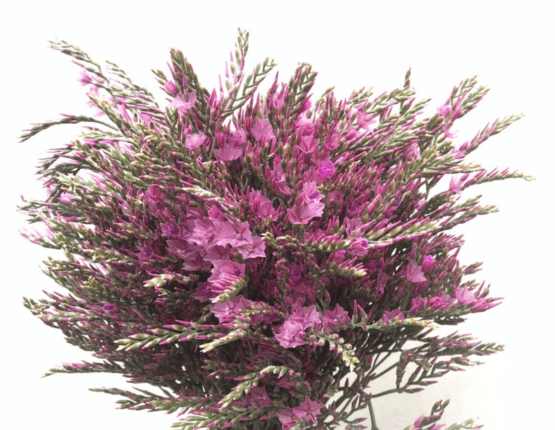 Limo Royal Pink 50/55 Cm