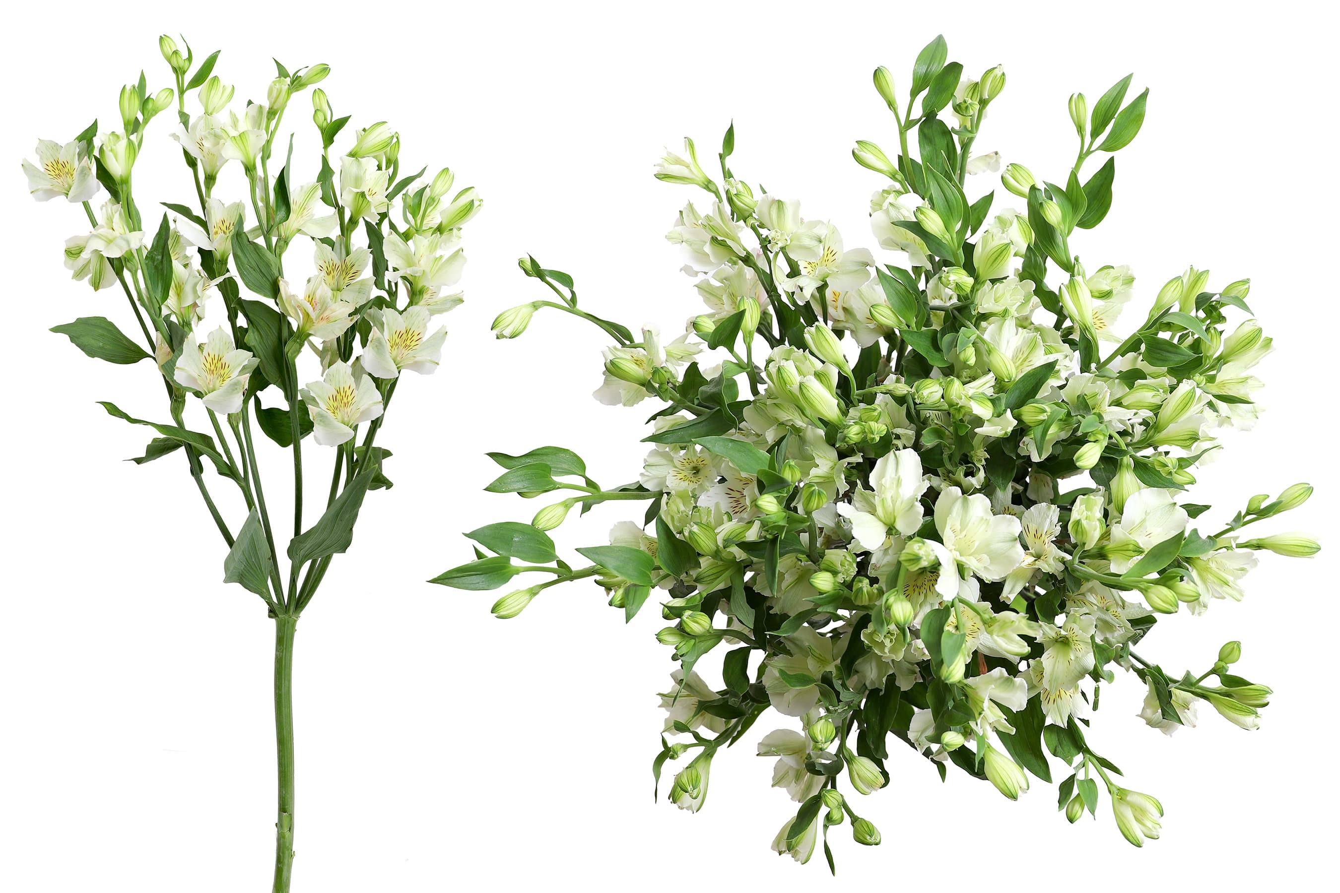 Alstro Florinca Novi Premium White 80 Cm