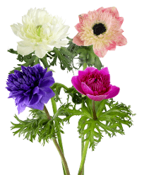 Anemone Levante Assorted 30/35 Cm