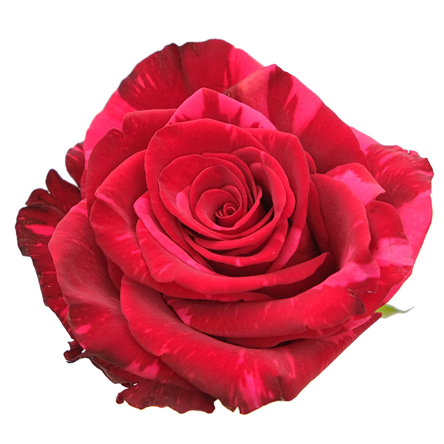 Rose Red Panther Bicolor Red 60 Cm
