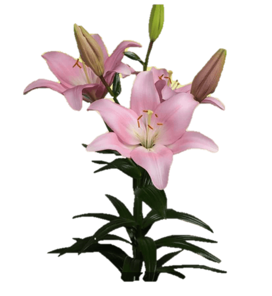 Lily L.A. Lexington Light Pink 3/5 Blooms