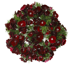 Dianthus Sweet Black Red Burgundy 60 Cm