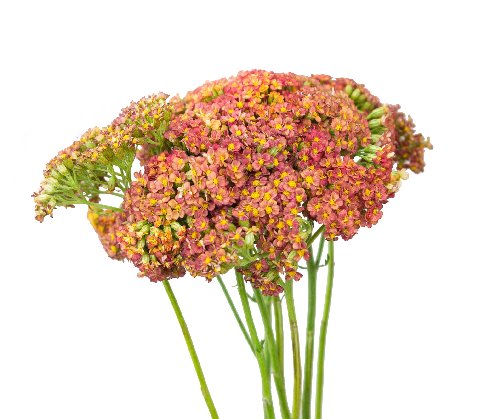 Yarrow Coral 60 Cm