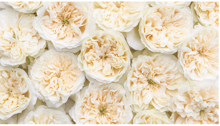 Garden Rose David Austin Enid Cream 40/50 Cm