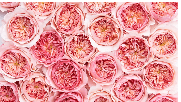 Garden Rose David Austin Phoebe Light Pink-peach 40/50 Cm