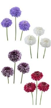 Scabiosa Focal Scoop Assorted 50 Cm
