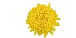 Mum Disbud Astroid Yellow