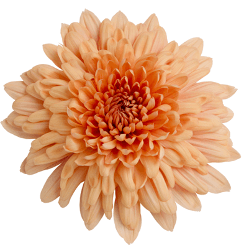 Mum Disbud Super Kirby Vintage Peach