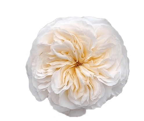 Garden Rose Vicky Gardens Cream And Peach 40/50 Cm