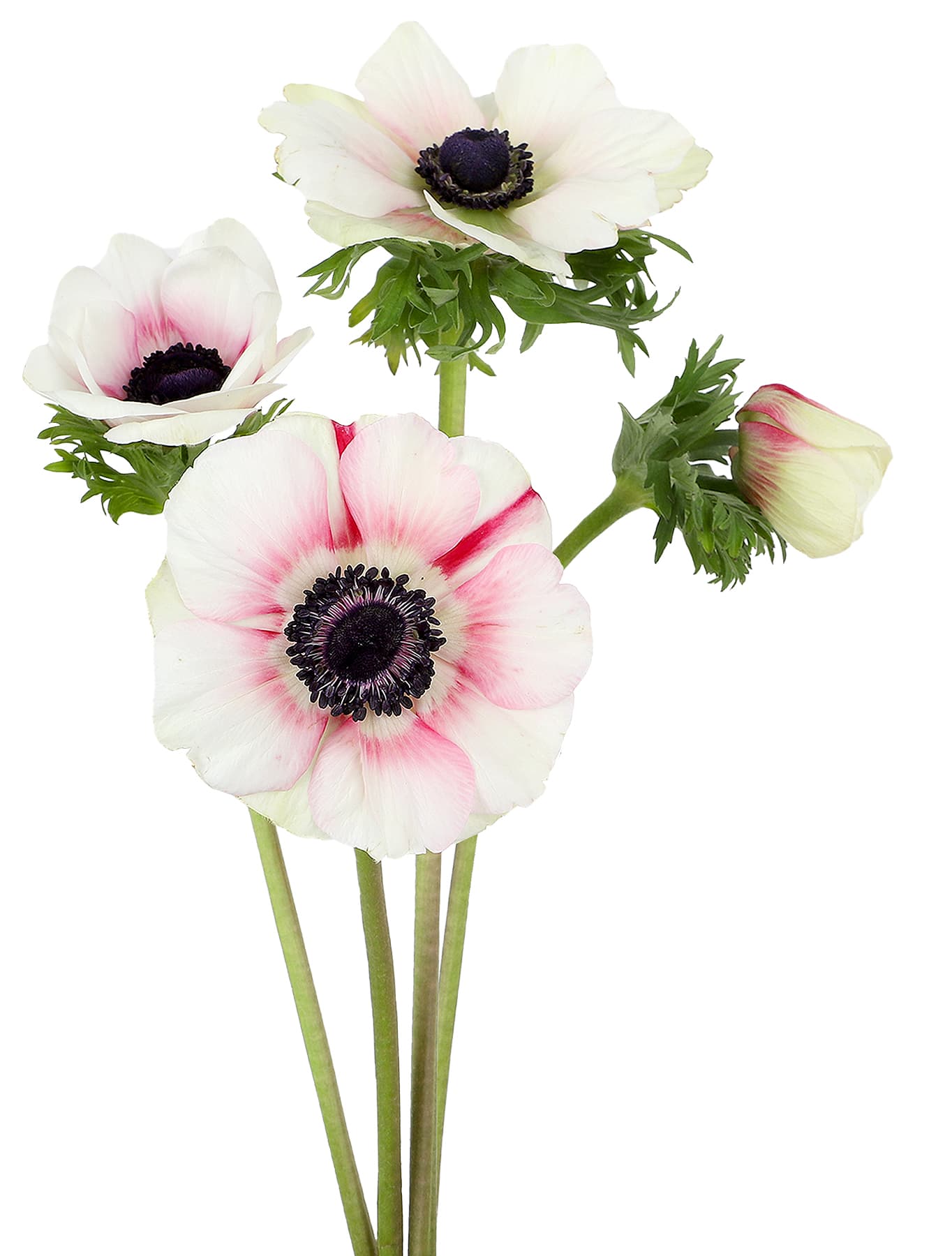 Anemone Bic White/red 30/40 Cm