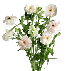 Ranunculus Butterfly Ariadne Blush Pink 50 Cm