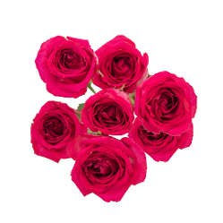 Spray Rose Fruity Bubbles Dark Pink 60 Cm