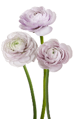 Ranunculus Cloni Success Nebbia Light Lavender 35/40 cm