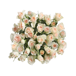 Spray Rose Premium Bellalinda Sweety Blush 50/60 Cm