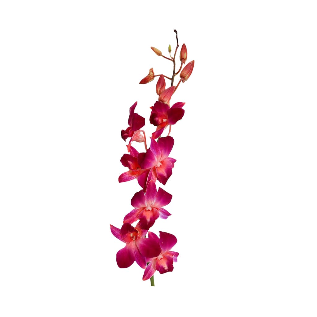 Orchids Dendrobium Red Sonia Red Ll
