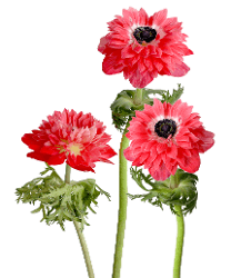 Anemone Levante Red 30/35 Cm