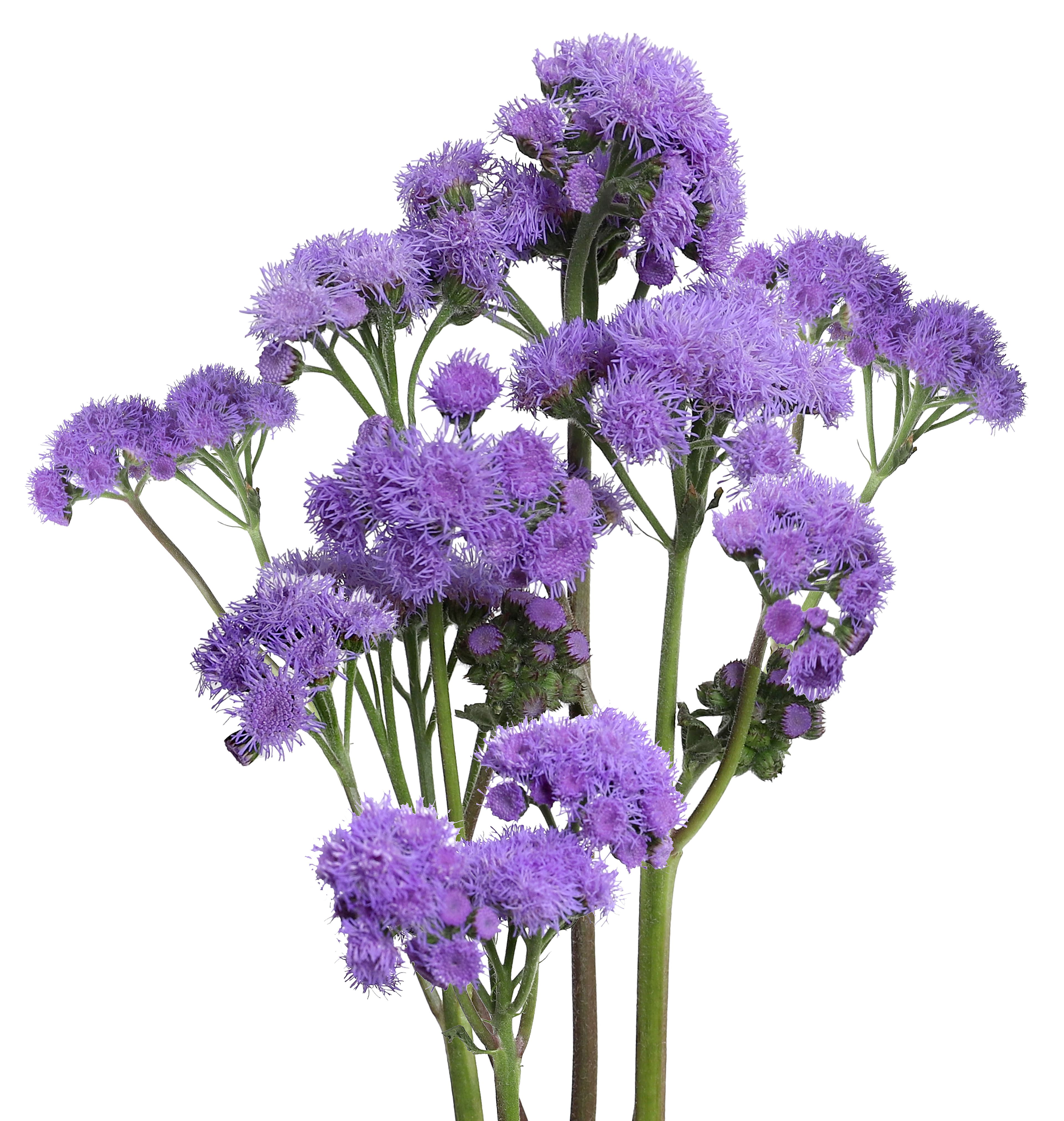 Ageratum Jj Purple 40 Cm