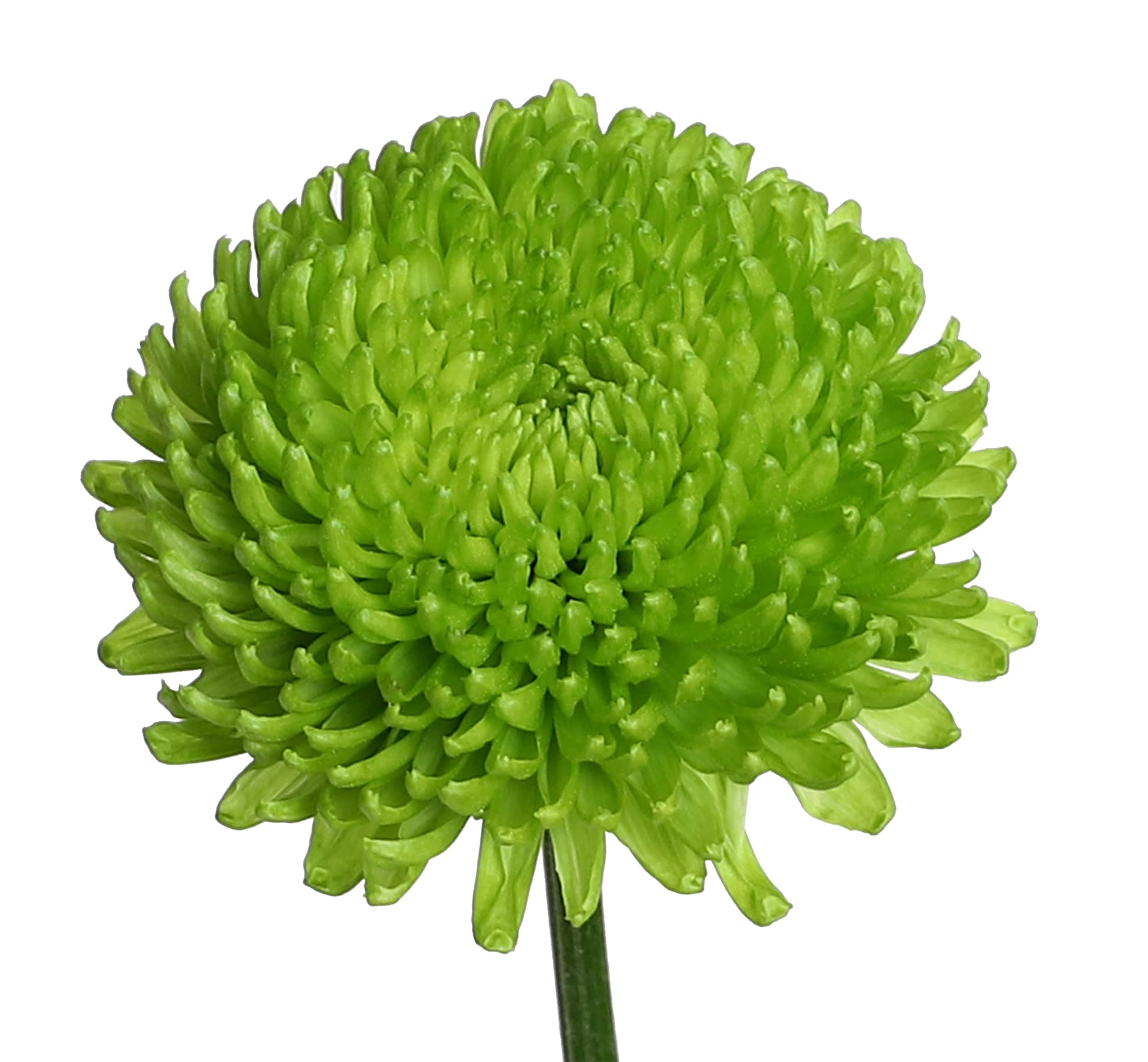 Mum Disbud Alemani Green