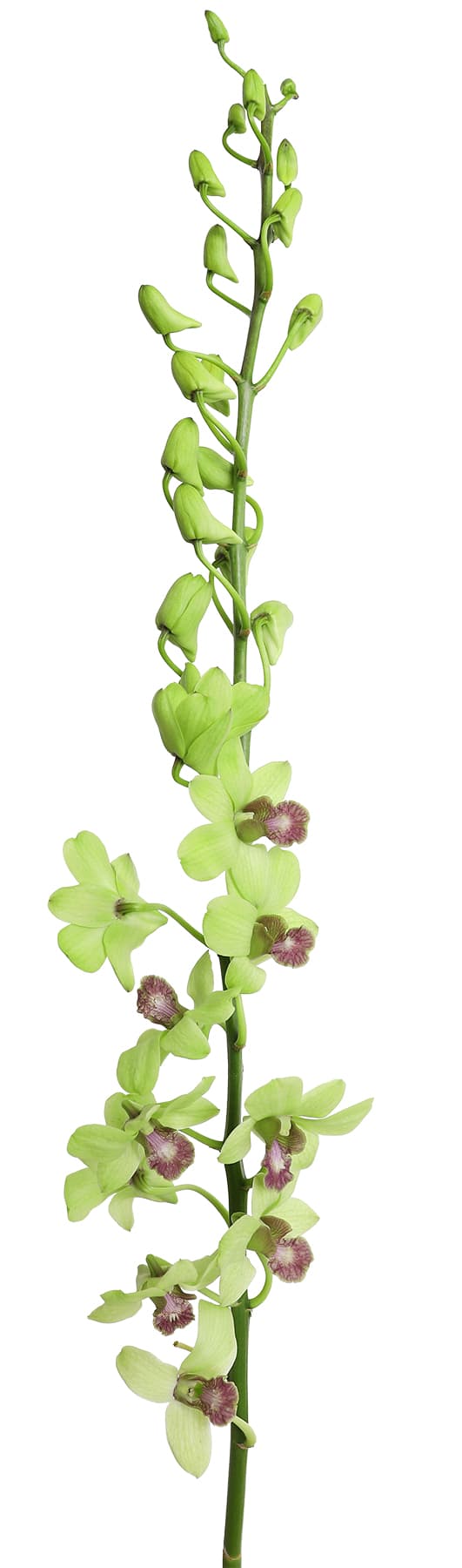 Orchids Dendrobium Apple Green Ll